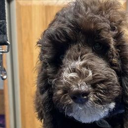Boy 1 - Goldendoodle puppy from Sandy’s Goldendoodles