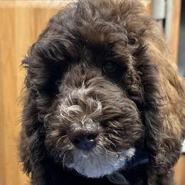 Boy 1 - Goldendoodle puppy from Sandy’s Goldendoodles