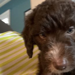 Boy 4 - Brown Bernedoodle puppy in Landisville, Pennsylvania from Debbies Doodles