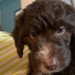 Boy 4 - Brown Bernedoodle puppy in Landisville, Pennsylvania from Debbies Doodles