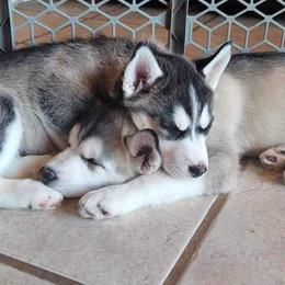 Pomskies and Siberian Huskies from Repurposed Paradise Farm
