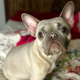 Lilly - French Bulldog