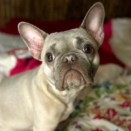 Lilly - French Bulldog