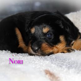 Nori - Black tri-color female Australian Shepherd puppy in Coldwater, Michigan from Northern Star Australian Shepherds
