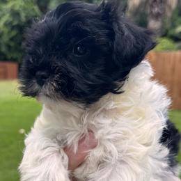 Black parti boy 2 - Parti male Miniature Schnauzer puppy in Pflugerville, Texas from K&K Precious Tx schnauzers