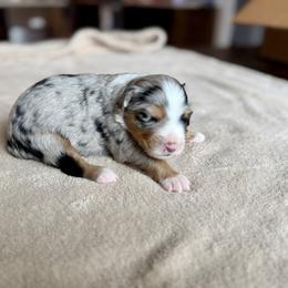Miniature Australian Shepherd Puppies from Dripping Springs Mini Aussies