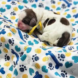 Butterfinger - Liver white and tan male English Springer Spaniel puppy in Westover, Maryland from Sterling's springer Haven