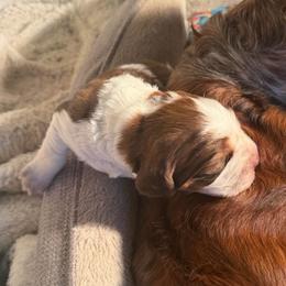 Sparkle (blue collar) - Liver white and tan male English Springer Spaniel puppy in Statesville, North Carolina from Rockin’ Slow Farms