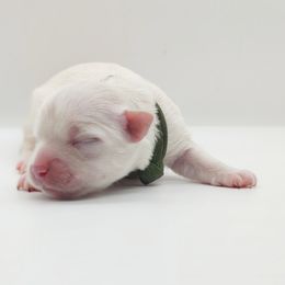 Companion Cross, Maltese, and Maltipoo Puppies from Seeking Shalom Acres Maltese, Maltipoos & Havamalts
