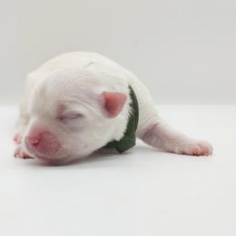 Companion Cross, Maltese, and Maltipoo Puppies from Seeking Shalom Acres Maltese, Maltipoos & Havamalts