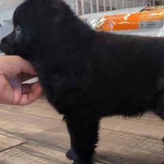 Schipperkes from Curtin Creek Schipperkes