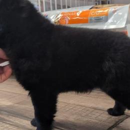Schipperkes from Curtin Creek Schipperkes