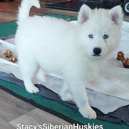 Tony - White male Siberian Husky puppy in Savannah, Georgia from Stacy's Siberian Huskies