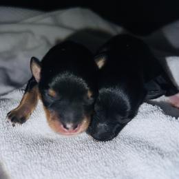 Miniature Schnauzer Puppies from A.R Miniature Schnauzers