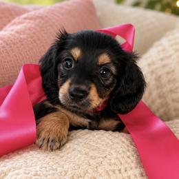 GLO (black and tan, carries cream) - Black and tan female Dachshund puppy in Ville Platte, Louisiana from Cajun Pawfection
