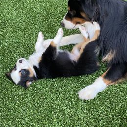 Miniature American Shepherd Puppies from Harbor View Mini American Shepherds