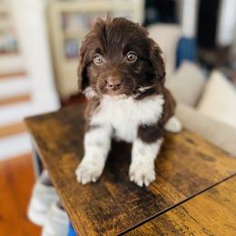 Paisley - Brown and white female Aussiedoodle puppy in Strasburg, Pennsylvania from Still Water Puppies