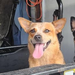 Loretta - Australian Cattle Dog