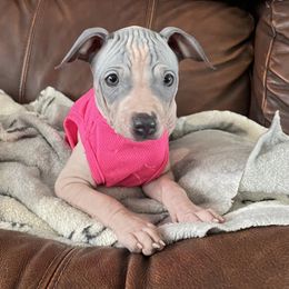 Lulu jr. - Blue tan and white American Hairless Terrier puppy in Toto, Indiana from Toto Terriers