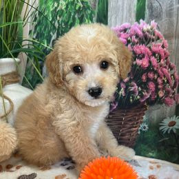 Zayla - Apricot female Cavapoo puppy in Lebanon, Missouri from Danielle’s Doodles