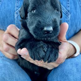 Giant Schnauzer and Miniature Schnauzer Puppies from My Angel Schnauzers