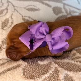Myrrh - Dark golden female Golden Retriever puppy in Moses Lake, Washington from Dune Lakes Goldens