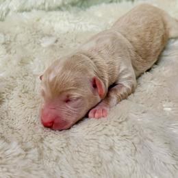 Olaf - Cream male Goldendoodle puppy in Dayton, Ohio from Perks Court Doodles