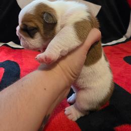 Delilah - Red and white female Bulldog puppy in Lafayette, Georgia from Storytime Mastiffs & Bulldogs