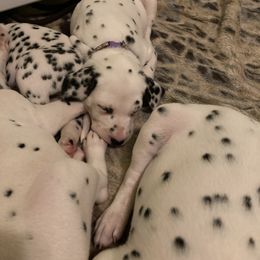 Dalmatian Puppies from Dalmatians of Rutland Ranch