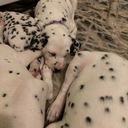 Dalmatian Puppies from Dalmatians of Rutland Ranch