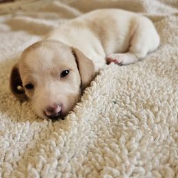 Scarlet - Piebald female Dachshund puppy in Lebanon, Oregon from Willow Moons Dachshunds