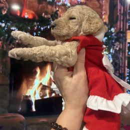 Pearl - Apricot female Poodle puppy in Mobile, Alabama from Semmy’s Standard Poodle LLC