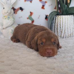 3,000... Benny - Chocolate and tan male Dachshund puppy in Winter Haven, Florida from Gateway 2 Little Paws