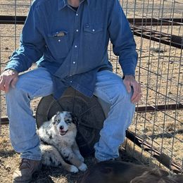 Australian Shepherd Puppies from Winter River Farms Australian Shepherds