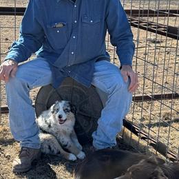 Australian Shepherd Puppies from Winter River Farms Australian Shepherds