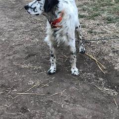 Llewellin Setter All Grown Up from Bristle Ridge Llewellins