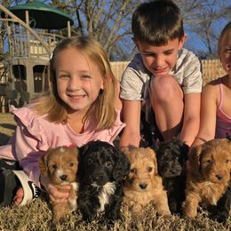 Cavapoos and Cavapoochons from Cavapoochon Central