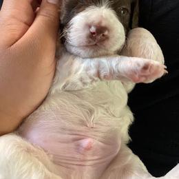Lagotto Romagnolo Puppies from Joyful Heart