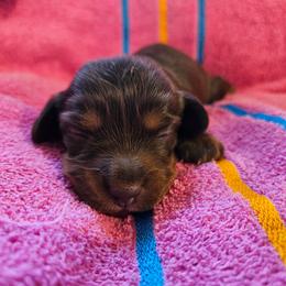Girl - Chocolate and tan female Dachshund puppy in New Castle, Colorado from Shaffers low riding weiners