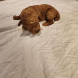 BIG MAMA - Red  female Poodle puppy in San Tan Valley, Arizona from Desert Storm Poodles