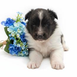 Domino - Black and white male Shetland Sheepdog puppy in Minnesota from Sheltie Puppies