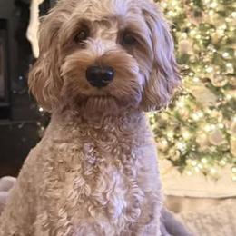 Khaleesi - Cavapoo