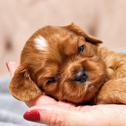 Fancy - Ruby female Cavalier King Charles Spaniel puppy in Greensboro, North Carolina from Hyde Park Cavaliers