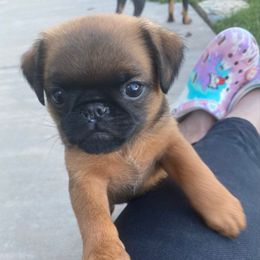 Boy 1 - Belge male Brussels Griffon puppy in Valley Springs, California from Gold Country Griffs