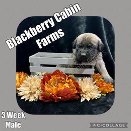 Mastiff Puppies from Blackberry Cabin Farm