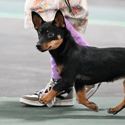 Australian Shepherds and Lancashire Heelers from Benoit Australian Shepherds