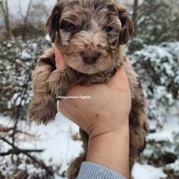 Candy Cane - Merle male Goldendoodle puppy in Pennsylvania from Pennsylvanian Puppies