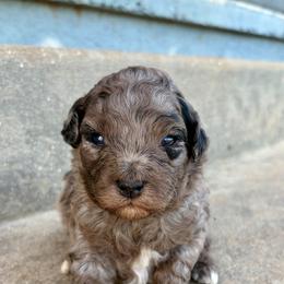 Chai - Merle female Goldendoodle puppy in Brooksville, Florida from Spring Prairie Doodles