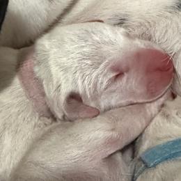 Lilo - White and liver brown female Dalmatian puppy in Hastings, Florida from Love My Spotty Dalmatians
