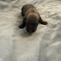 Vitani - Sable female Working Dog Cross puppy in Sheridan, Arkansas from Dark Sky Kennels